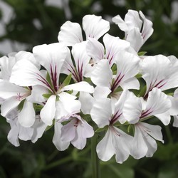 Géranium blanc
